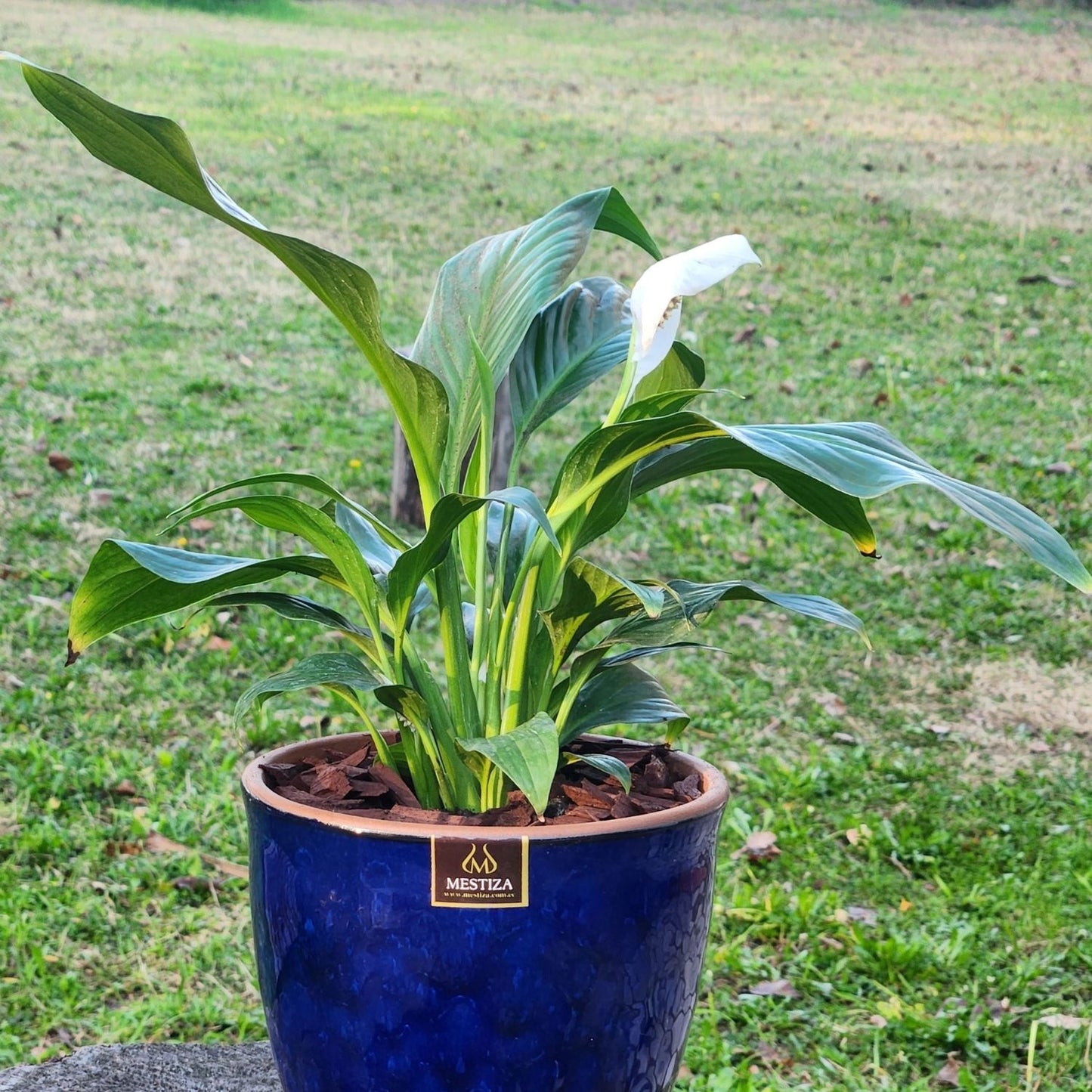 Spathiphyllum Macetero Zafiro 17cm Azul