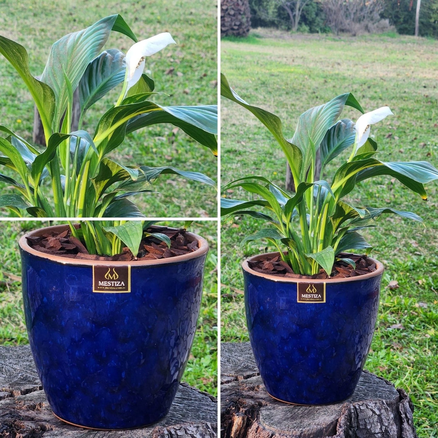 Spathiphyllum Macetero Zafiro 17cm Azul