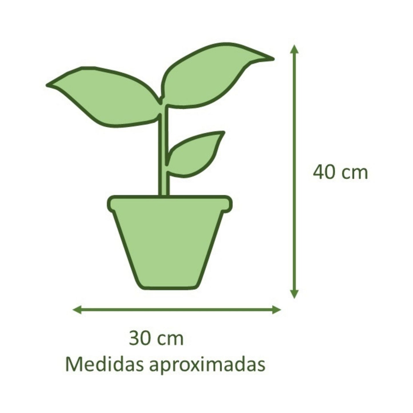 Spathiphyllum Macetero Zafiro 17cm Azul