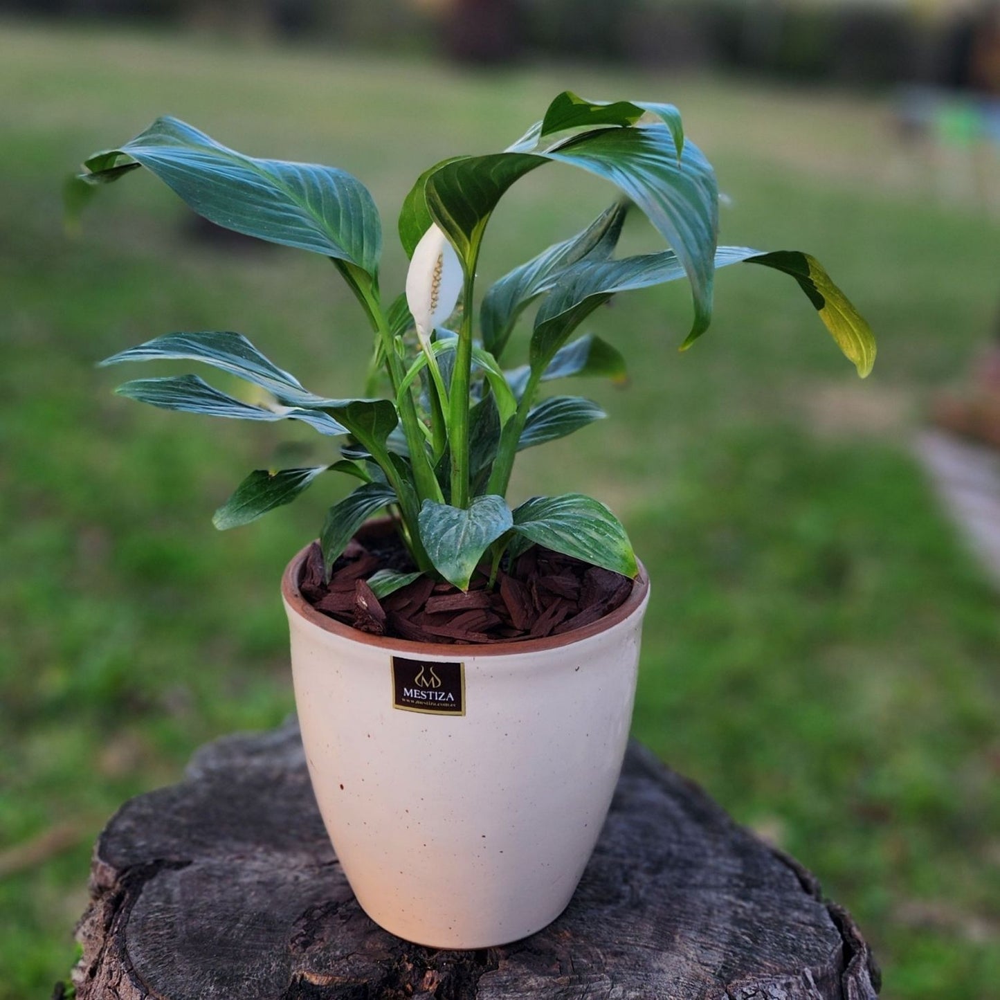 Spathiphyllum Macetero Zafiro 17cm Beige Claro