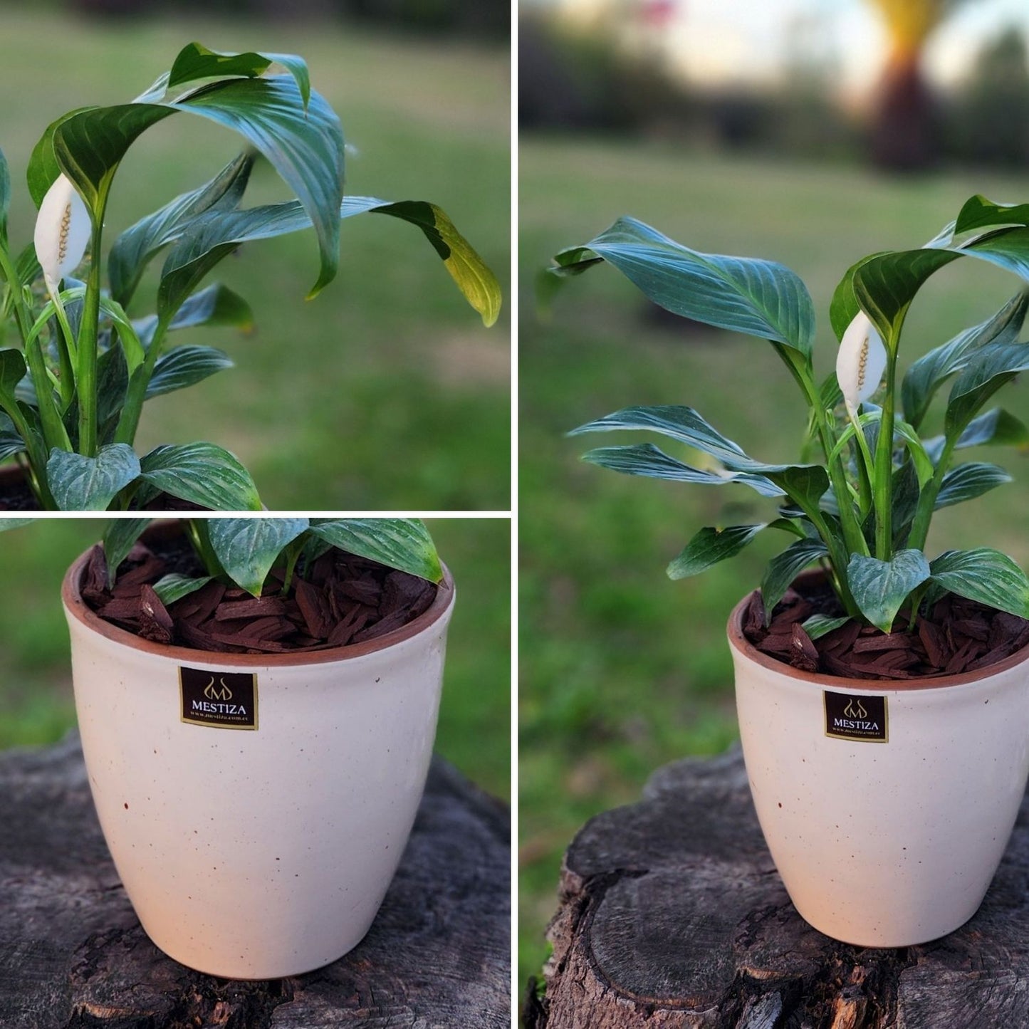 Spathiphyllum Macetero Zafiro 17cm Beige Claro