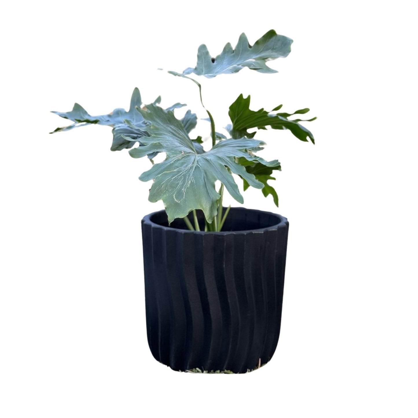 Macetero Grande Solare 38