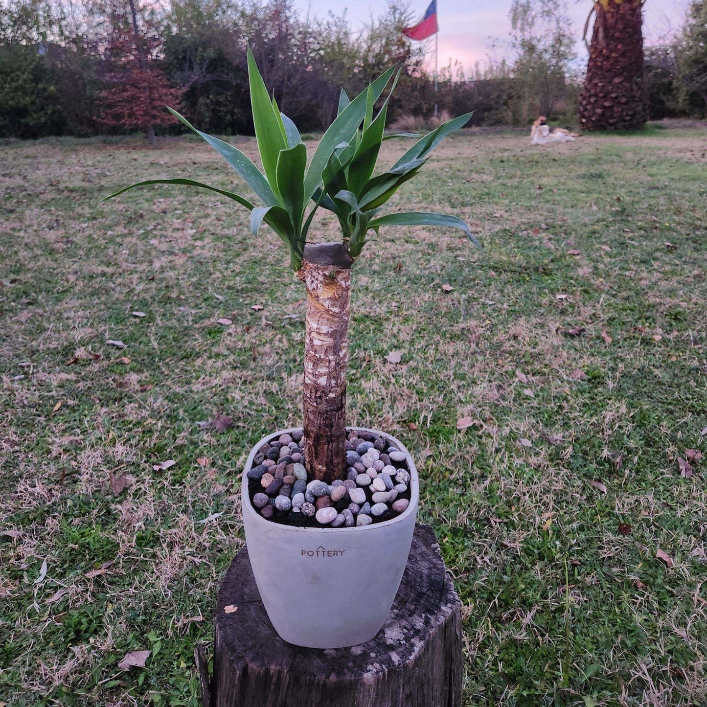 Yuca Macetero Cemento Cuadrada 16cm
