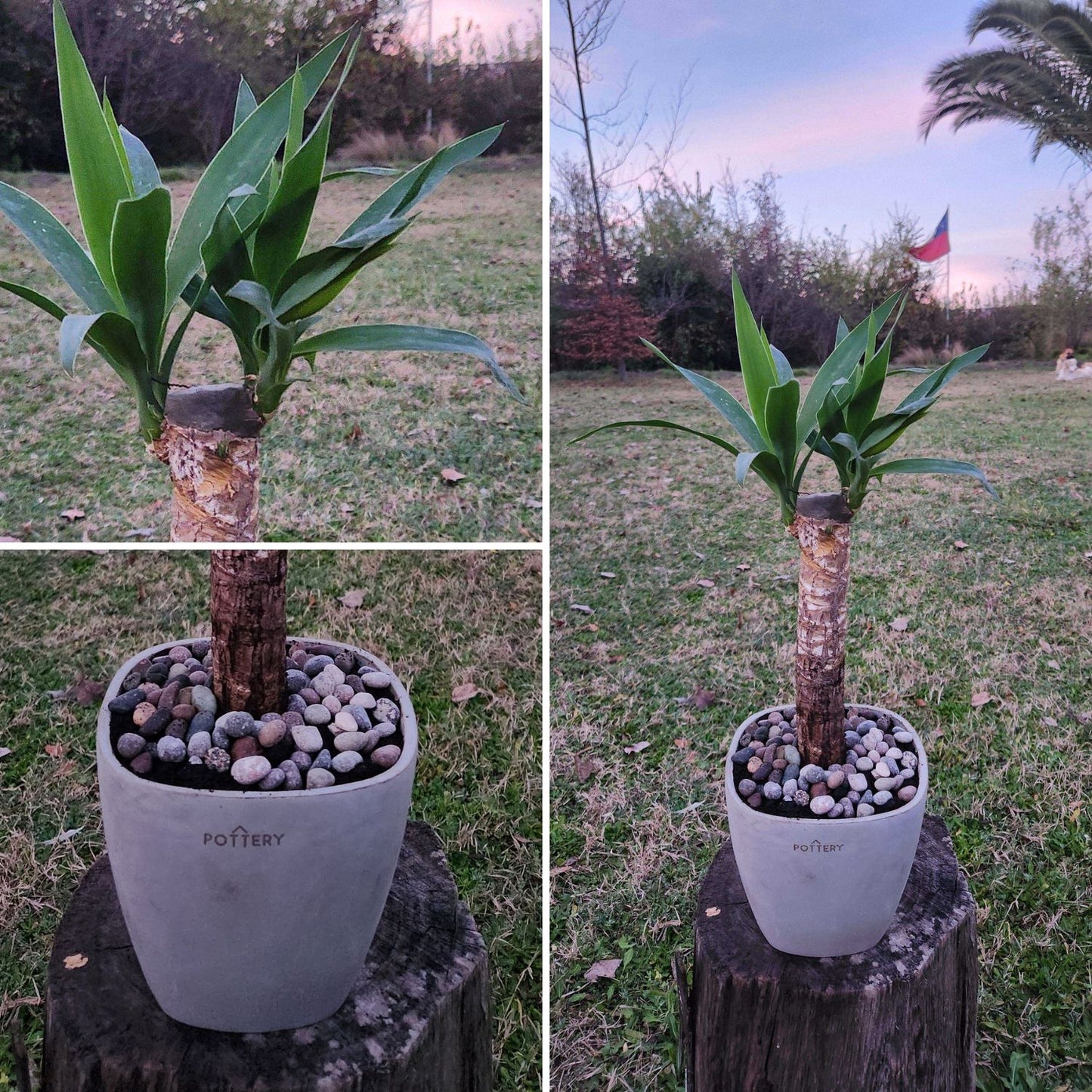 Yuca Macetero Cemento Cuadrada 16cm
