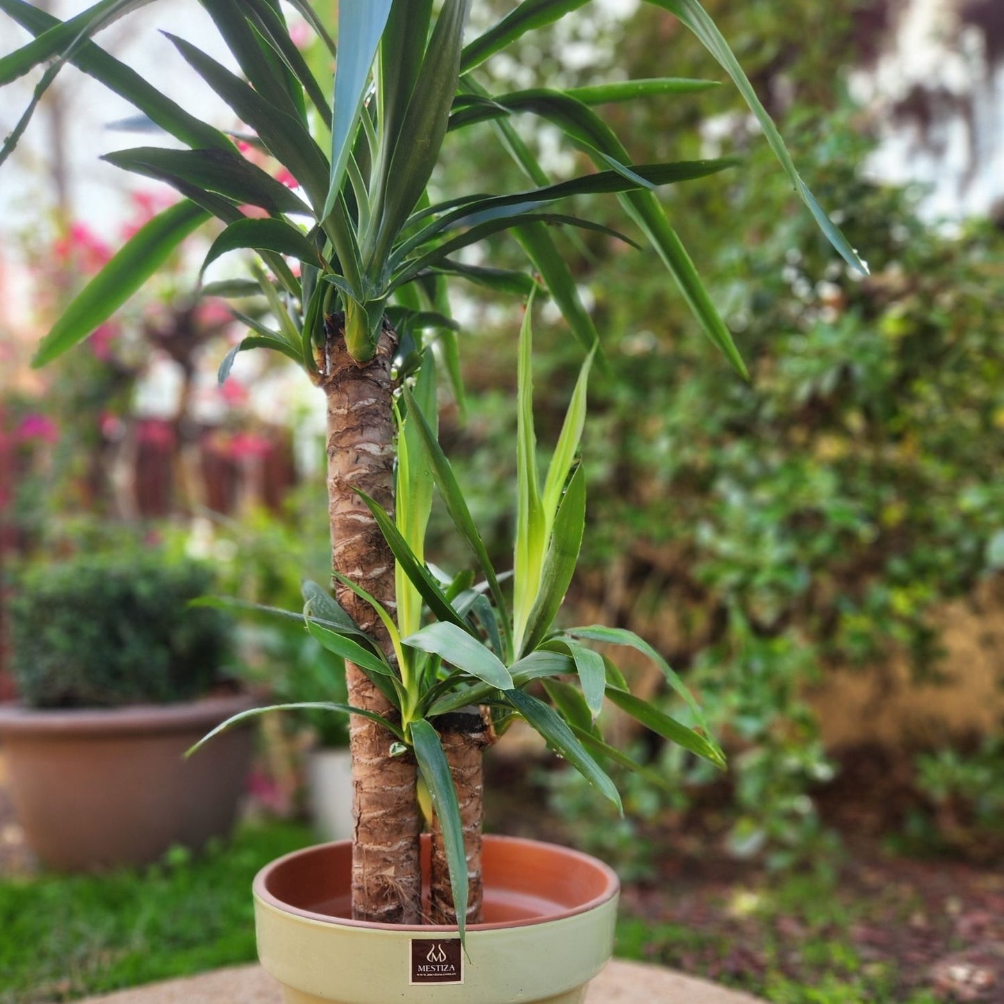 Yuca Doble VegoTerra Con Maceta Kony 30cm Verde