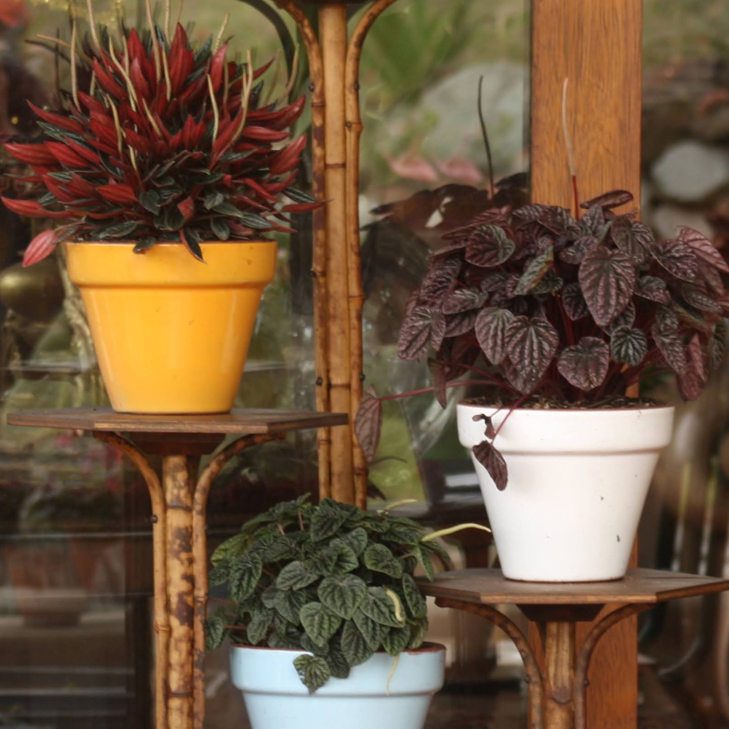 Maceta Kony Full Mostaza Dijon