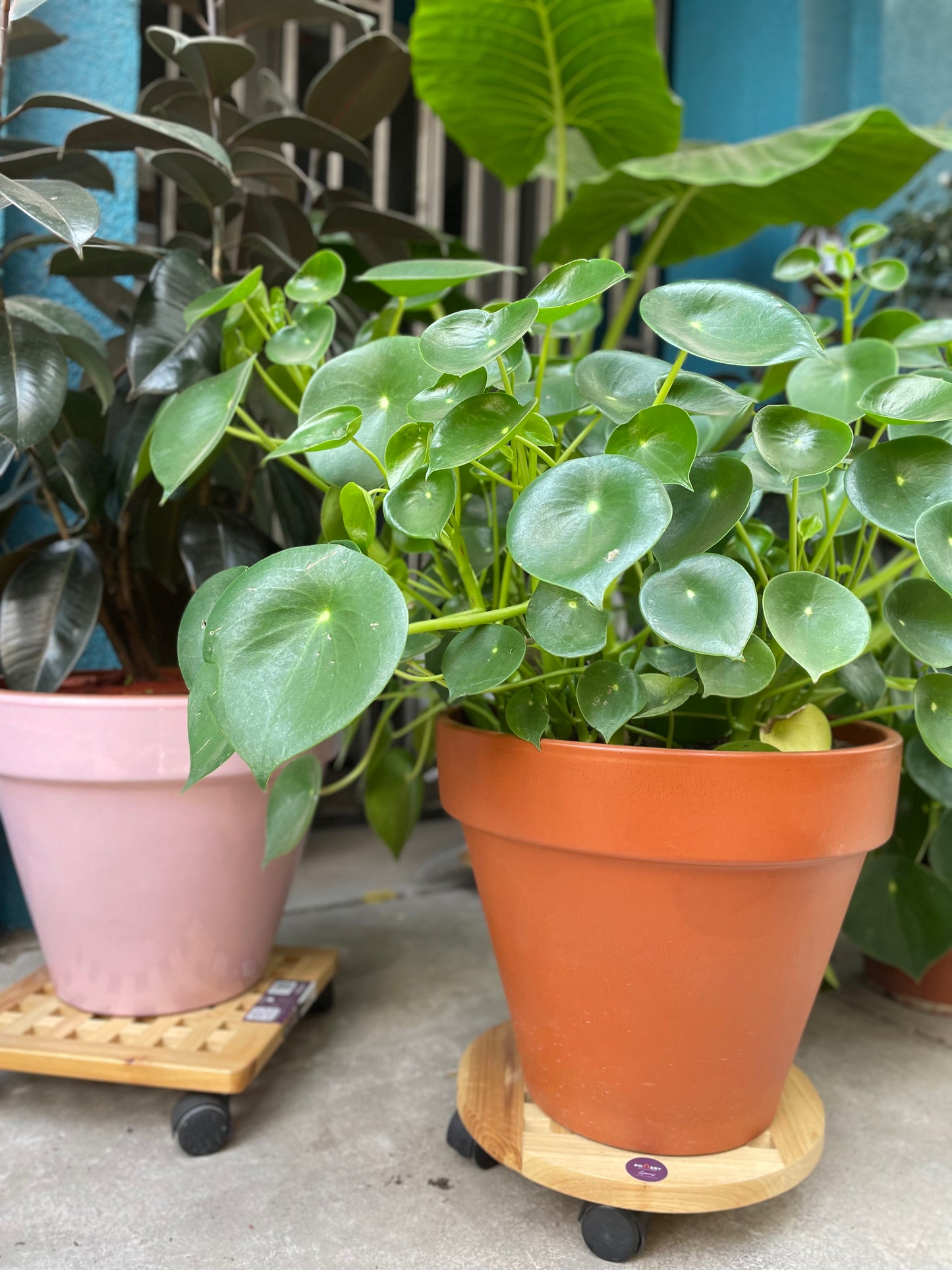 Portamacetero con Ruedas - Redondo