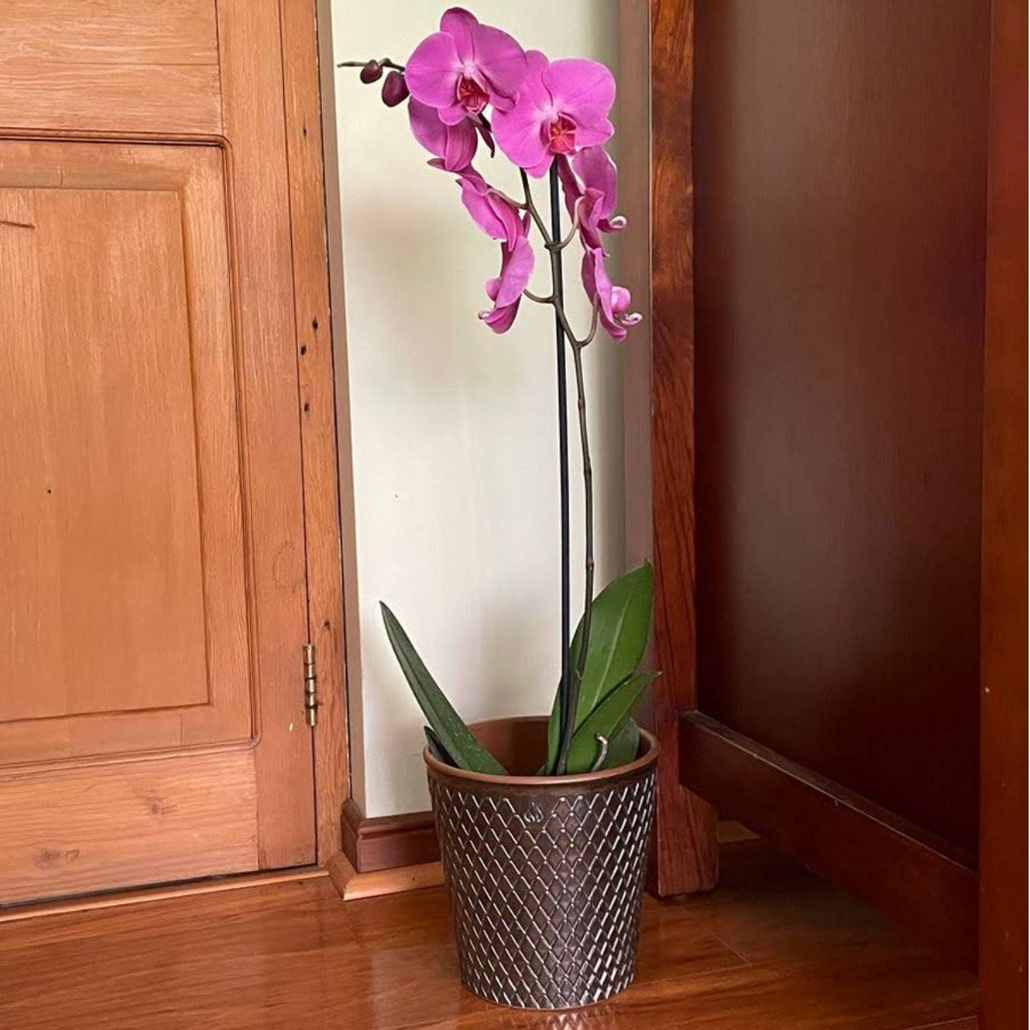 Maceta Zaia Bronce Polka