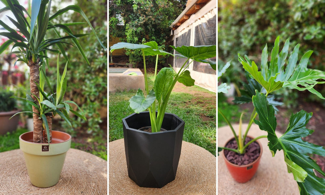 Plantas Vivas