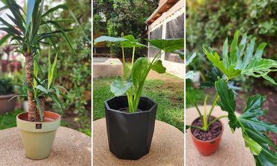 Plantas Vivas