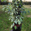 Ficus Mixto Benjamina Macetero Zafiro 24cm Negro