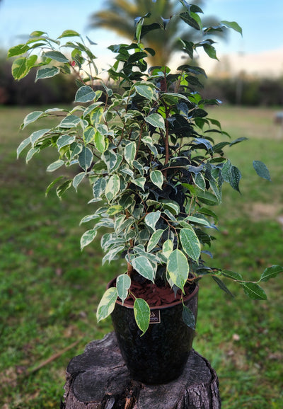 Ficus Mixto Benjamina Macetero Zafiro 24cm Negro
