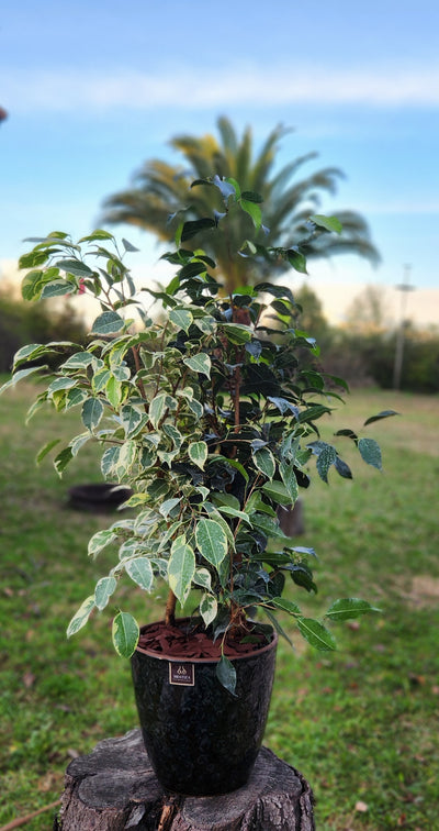 Ficus Mixto Benjamina Macetero Zafiro 24cm Negro