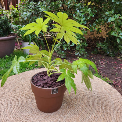 Aralia Japonica VegoTerra Con Maceta Creta 25cm Morena