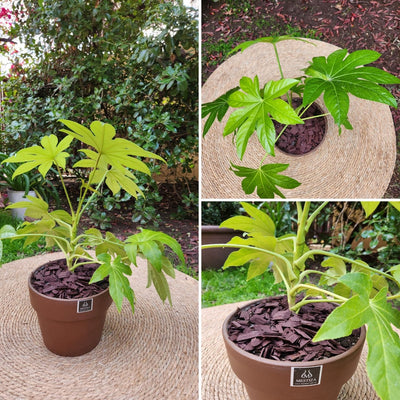 Aralia Japonica VegoTerra Con Maceta Creta 25cm Morena