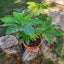 Aralia Japonica VegoTerra con Maceta Kony 24cm Terracota