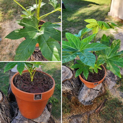 Aralia Japonica VegoTerra con Maceta Kony 24cm Terracota