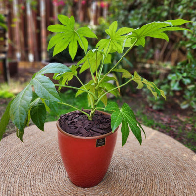 Aralia Japonica VegoTerra con Maceta Zafiro 24cm Roja