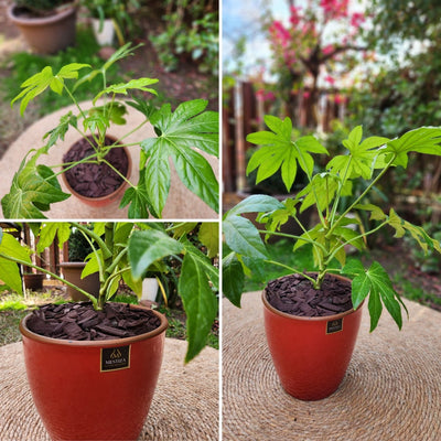 Aralia Japonica VegoTerra con Maceta Zafiro 24cm Roja