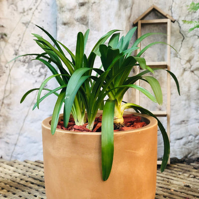Agapanto Macetero Rotomoldeado 43cm Beige