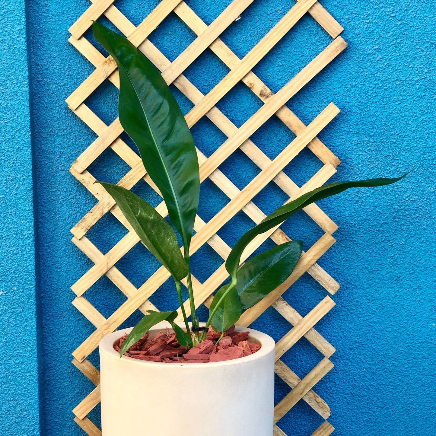 Anthurium Superbum Macetero Rotomoldeado 33cm Arena