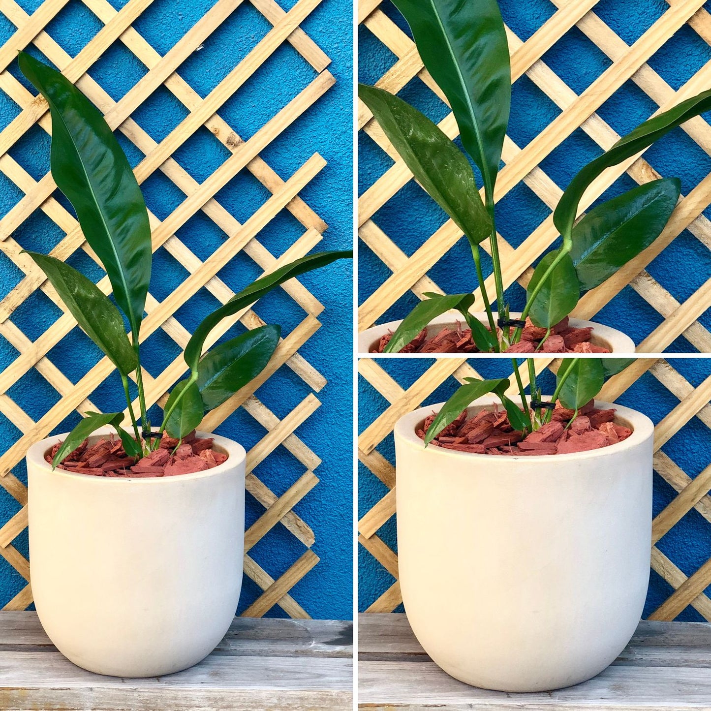 Anthurium Superbum Macetero Rotomoldeado 33cm Arena