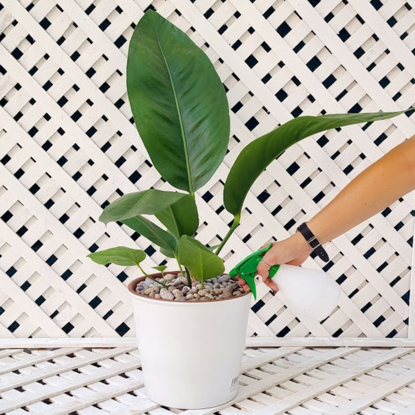 Anthurium Superbum Macetero Zaia 26cm Blanco