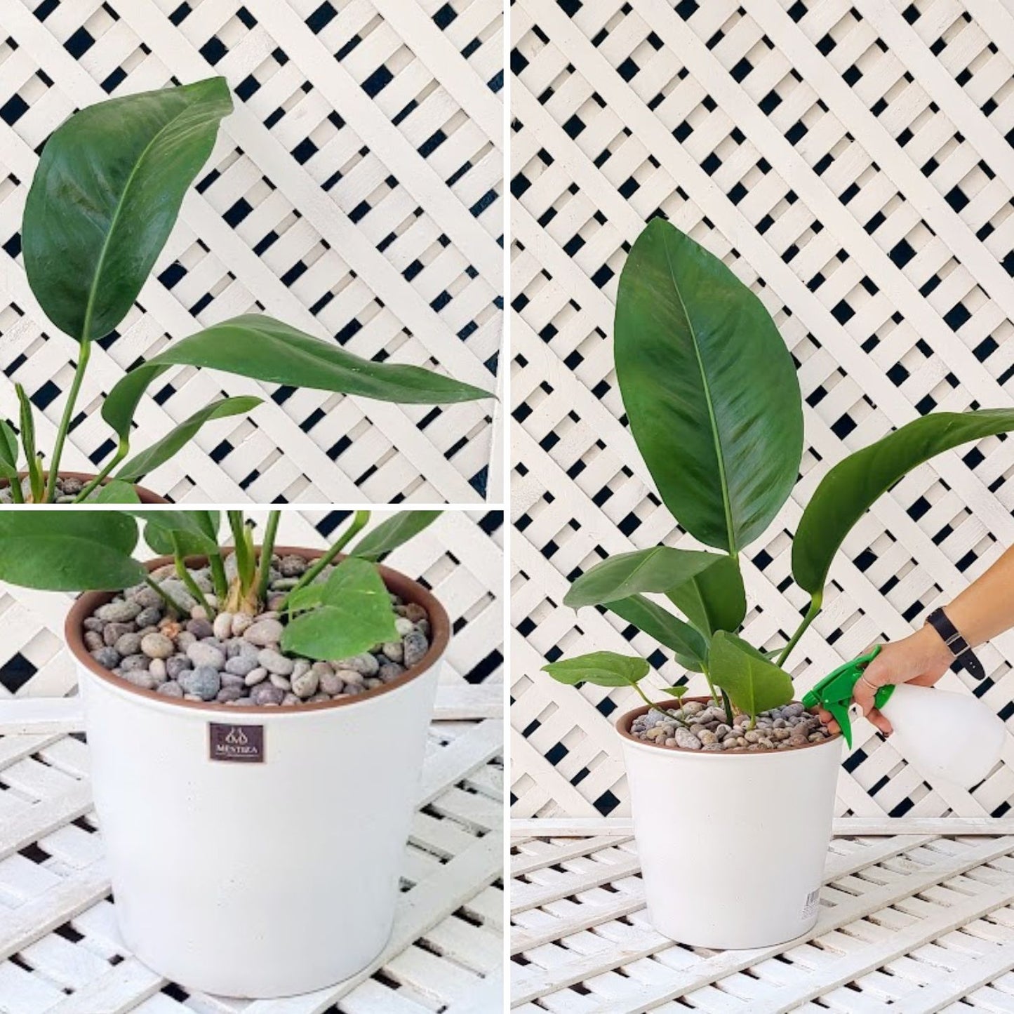 Anthurium Superbum Macetero Zaia 26cm Blanco