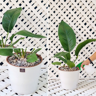 Anthurium Superbum Macetero Zaia 26cm Blanco