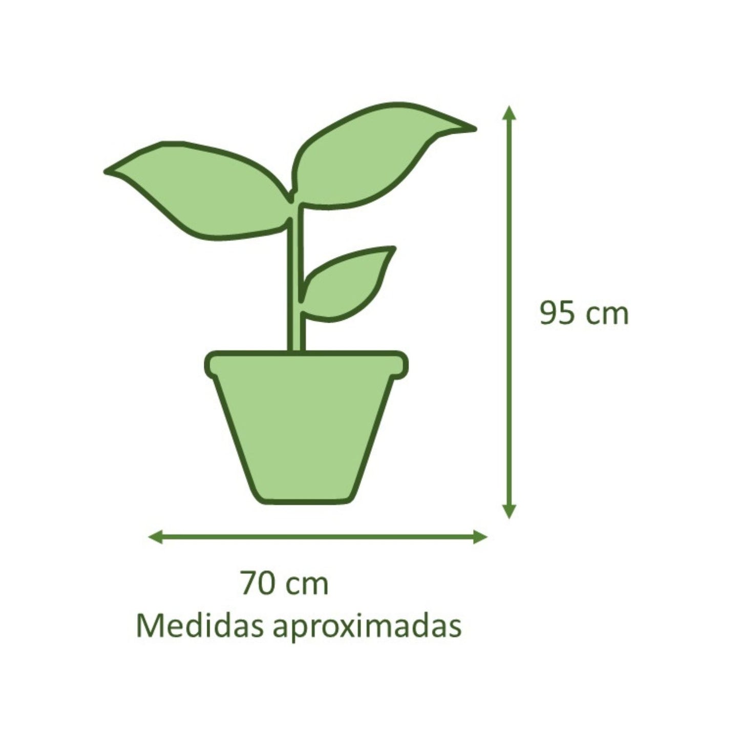 Anthurium Superbum Macetero Zaia 26cm Blanco