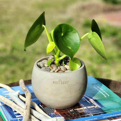 Peperomia Cucharita Macetero Cemento Cilíndrica 10cm