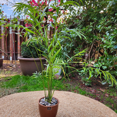 Chamadorea con Maceta Zafiro 14cm Cobre