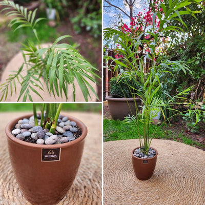 Chamadorea con Maceta Zafiro 14cm Cobre