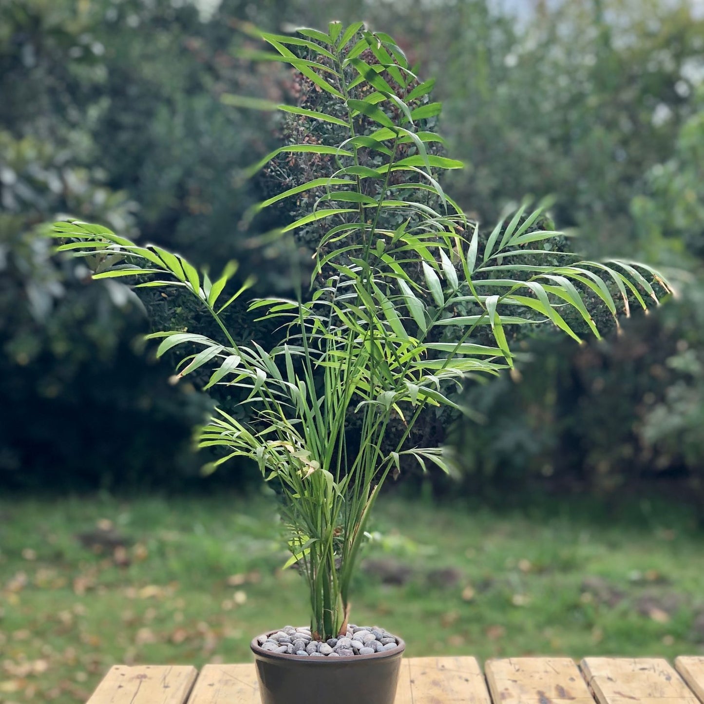 Chamadorea Macetero Zaia 15cm Grafito