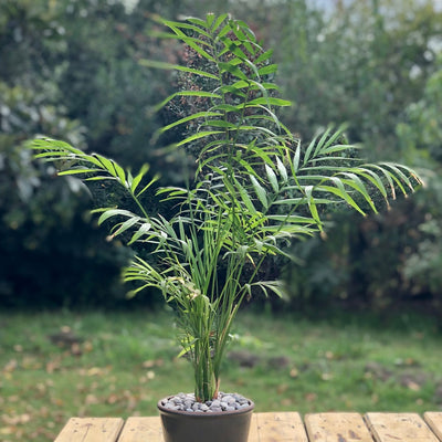 Chamadorea Macetero Zaia 15cm Grafito