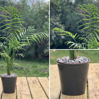 Chamadorea Macetero Zaia 15cm Grafito