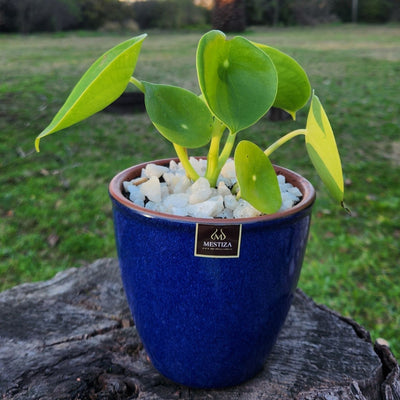 Peperomia Cucharita Macetero Zafiro 14cm Azul