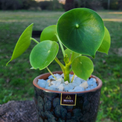 Peperomia Cucharita Macetero Zafiro 14cm Negro Reactivo