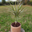 Dracena Marginata con Maceta Luna 15 cm
