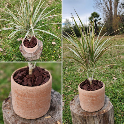 Dracena Marginata con Maceta Luna 15 cm