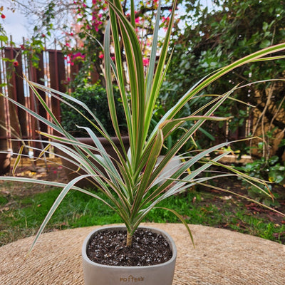 Dracena Marginata con Maceta Cemento 16cm
