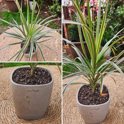 Dracena Marginata con Maceta Cemento 16cm