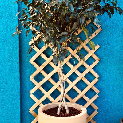 Ficus Benjamina Trenzado Macetero Rotomoldeado 33 cm Arena