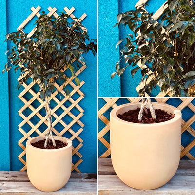 Ficus Benjamina Trenzado Macetero Rotomoldeado 33 cm Arena