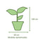 Ficus Benjamina Trenzado Macetero Rotomoldeado 33 cm Arena