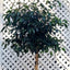 Ficus Benjamina Trenzado Macetero Zaia 32cm Rosa