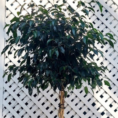 Ficus Benjamina Trenzado Macetero Zaia 32cm Rosa
