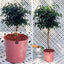 Ficus Benjamina Trenzado Macetero Zaia 32cm Rosa