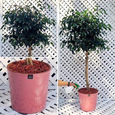 Ficus Benjamina Trenzado Macetero Zaia 32cm Rosa