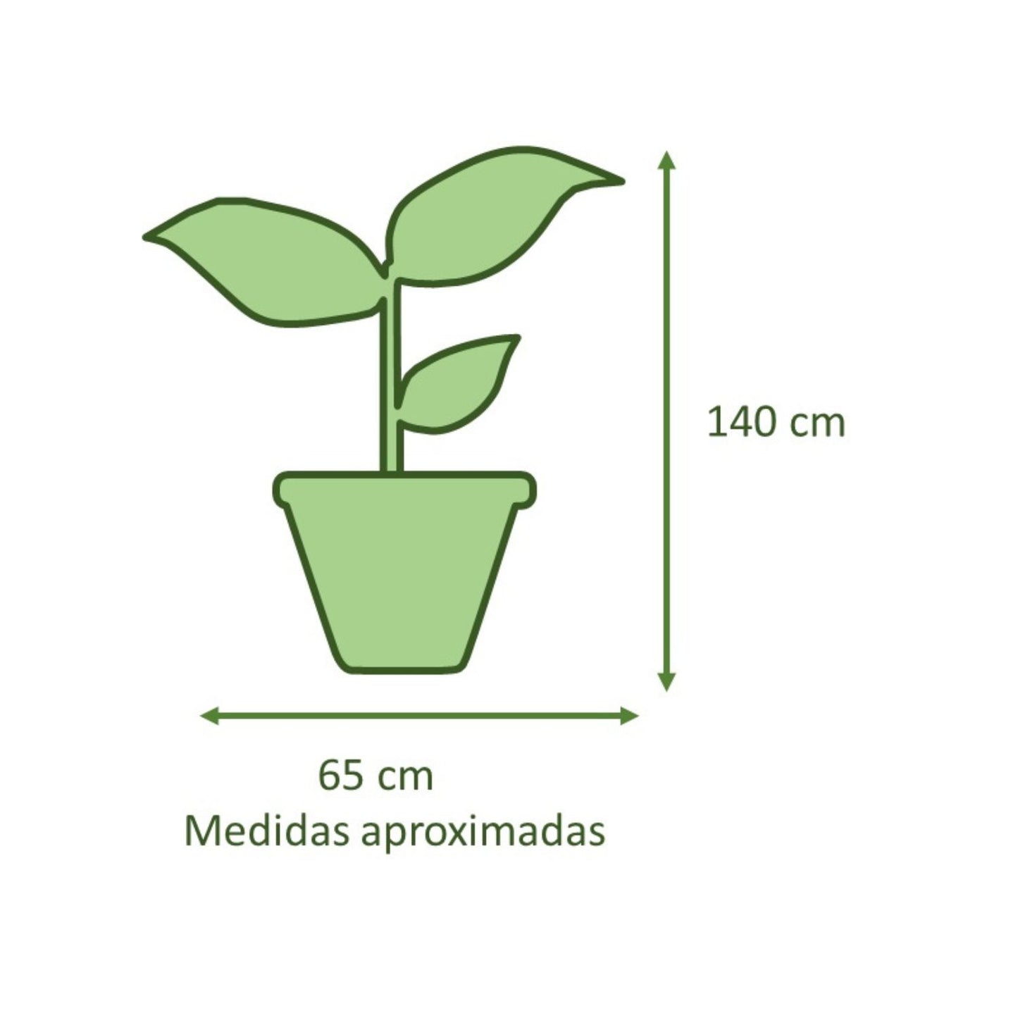 Ficus Benjamina Trenzado Macetero Zaia 32cm Rosa